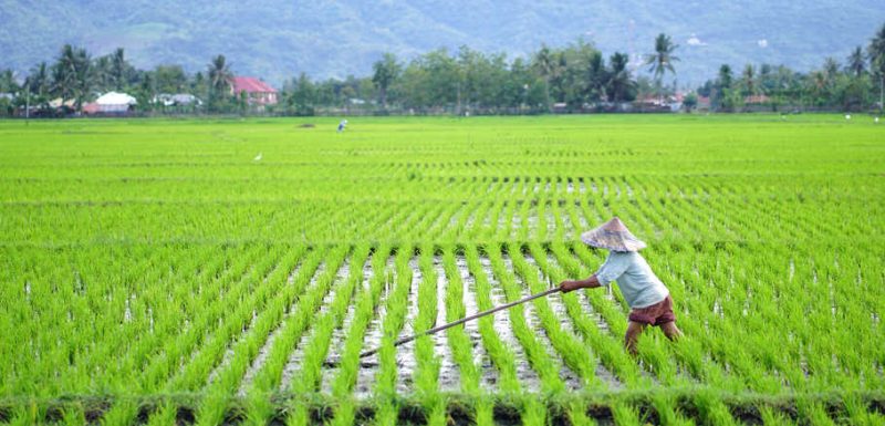 Seorang petani membersihkan rumput liar pada musim tanam pertama tahun 2021 di area persawahan Kabila, Kabupaten Bone Bolango, Gorontalo, Kamis (11/2/2021). Dinas Pertanian setempat mencatat pada tahun 2019, hasil panen petani 5,5 ton gabah kering perhektare, tahun 2020 meningkat mencapai 9,26 ton gabah perhektare dengan luas wilayah panen 4.913 ha dan diharapkan semakin bertambah pada tahun 2021. ANTARA FOTO/Adiwinata Solihin *** Local Caption ***